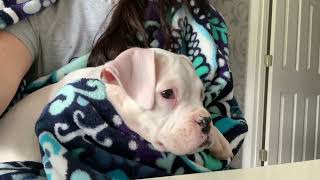 White Boxer Puppy ? 7 Weeks Old watching “Puppy TV”