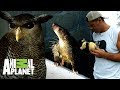 Los animales rescatados por Frank | Wild Frank: Al rescate | Animal Planet