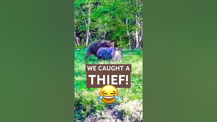 We Caught a Thief! A Bear Caught Red-Pawed in the Act