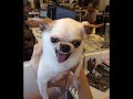Dubi The Psycho Chihuahua Dubi The Psycho Chihuahua