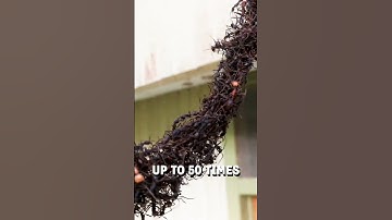 Army of ants build a bridge to invade a wasps nest! 👀🤯  -  🎥 Viralhog