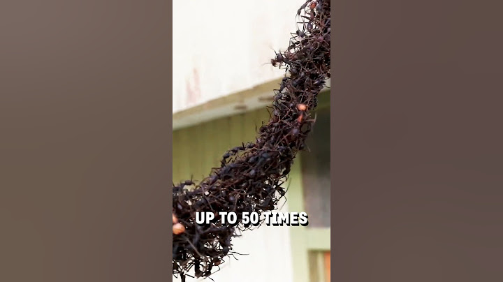 Army of ants build a bridge to invade a wasps nest! 👀🤯  -  🎥 Viralhog