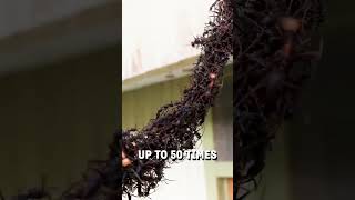 Army of ants build a bridge to invade a wasps nest! 👀🤯  -  🎥 Viralhog