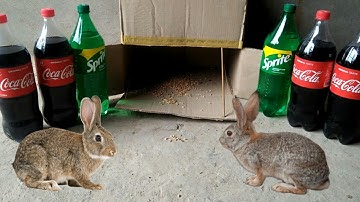 Building Most Beautiful House Rabbit Trap Using Cardboard Box With Coca Cola And Sprite
