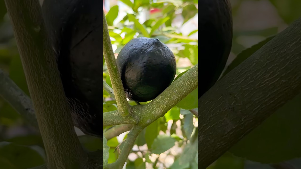 Изумительная нарезка черного лимона.