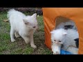 Rescue Kittens Are Scared Of Mother Cat