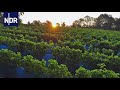 Wetter extrem - Weinanbau statt Heringsfang (3/3) | DIE REPORTAGE | NDR Doku