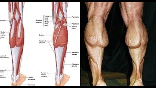 4 BEST EXERCICES CALVES / MUSCULATION MOLLETS