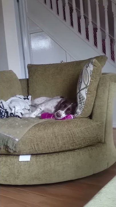 my-dog-having-nightmare-twitches-youtube