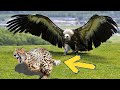 DUBBED THE LORD OF THE SKY  GIANT EAGLE DOES NOT RESPECT ANY LARGE ANIMALS !!! OMG