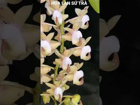 Video Mời cả nhà ngắm bông quế trắng tháng tám ạ..! - youtube