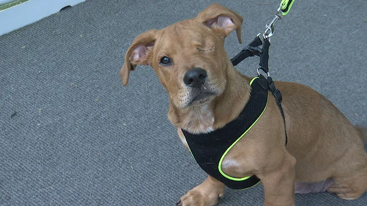 Puppy hit by a train becomes a social media star a...