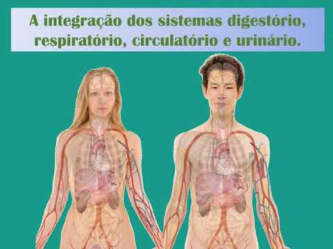 Vídeo: Onde o sistema circulatório e digestivo interagem?