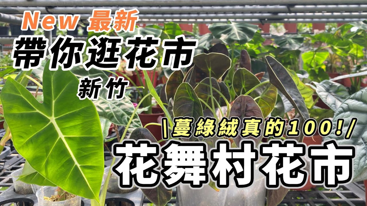 降價100元!帶你逛花市 新竹 花舞村花市 觀葉植物 超新花市 不用人擠人 而且超乾淨! ｜Friendly Kelly 隨和的凱莉