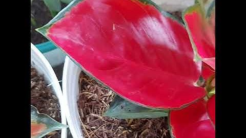 SUKSOM JAIPONG AGLAONEMA || Let this red spread all over the year end 🥰