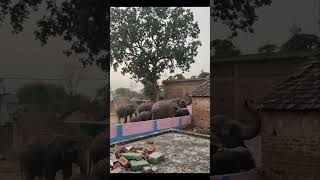 chal mere haathi 🐘🐘#viral #vairalshort #haathi #automobile