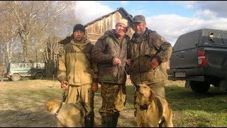 Гон зайца русскими гончими, Костромская обл. , д. Ивановское 10.09.2015г.. Гон зайца русскими гончими, Костромская обл. , д. Ивановское 10.09.2015г..