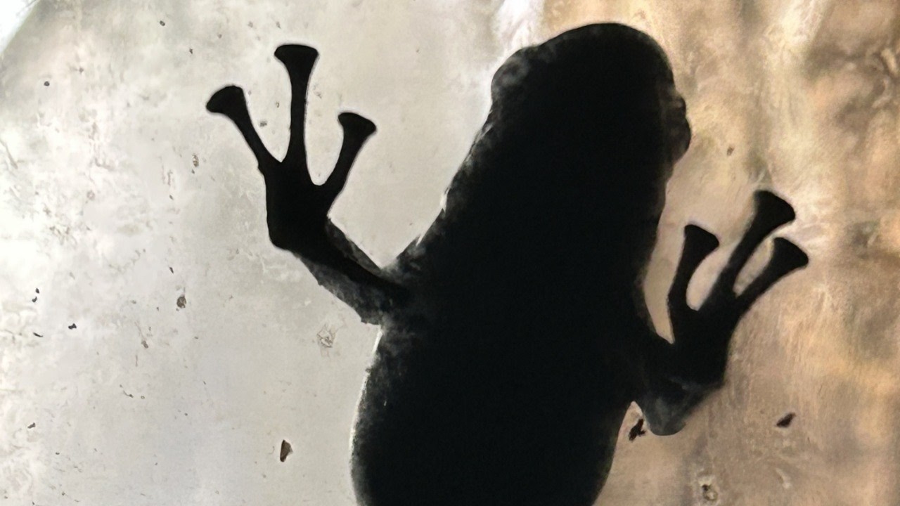 Frog WATCH #4