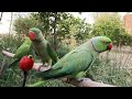 green parrot Natural sound,loud parrot chirping