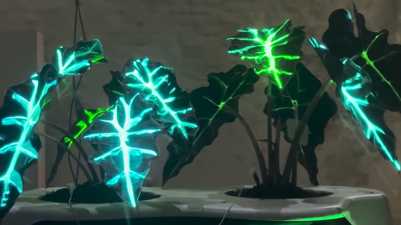 Plantstallation video