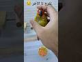 ميغسي بوكو ببغاء صن كونيور أخبار المغرب المغرب Birds Parrot تزاوج البادجي اكسبلور Funny ميغسي بوكو ببغاء صن كونيور أخبار المغرب المغرب Birds Parrot تزاوج البادجي اكسبلور Funny