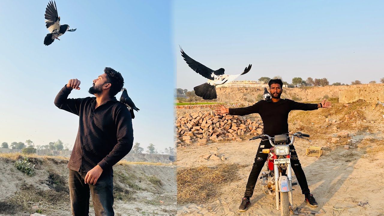 Hand tamed kabutaron ke bike kay sath race lag gai 😱😳