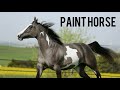 Os mais belos cavalos da raça Paint Horse que você já viu! | HorseTubeTV