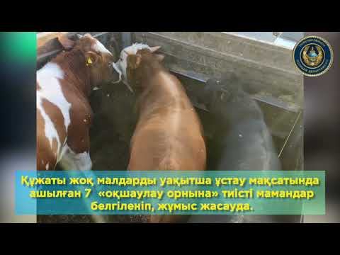Түркістан облысында мал ұрлығы азайды