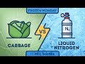 &quot;Cabbage in liquid nitrogen&quot; experiment