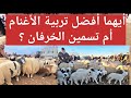 أيهما أفضل مشروع تربية الاغنام أم تسمين الخرفان