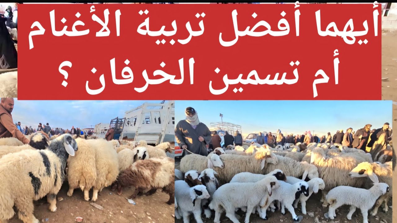 أيهما أفضل مشروع تربية الاغنام أم تسمين الخرفان ؟