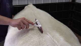 Combing & Blow Drying Show Cattle