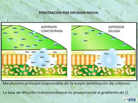 Video: Alimentación Radicular Y Foliar De Las Plantas: ¿que Es? La Elección De Fertilizantes, Aderezo Con Raíz, Vitriolo De Hierro Y Nitrato De Calcio