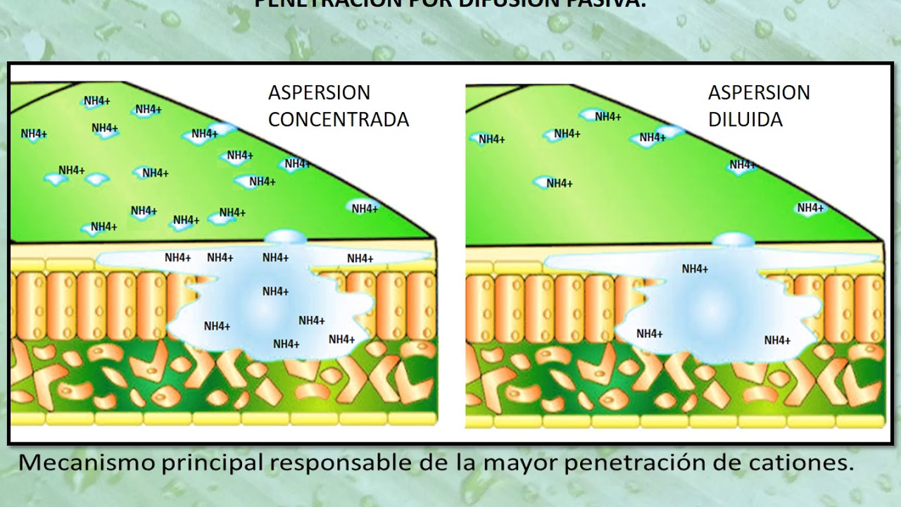 Absorción foliar de nutrientes  por las plantas.