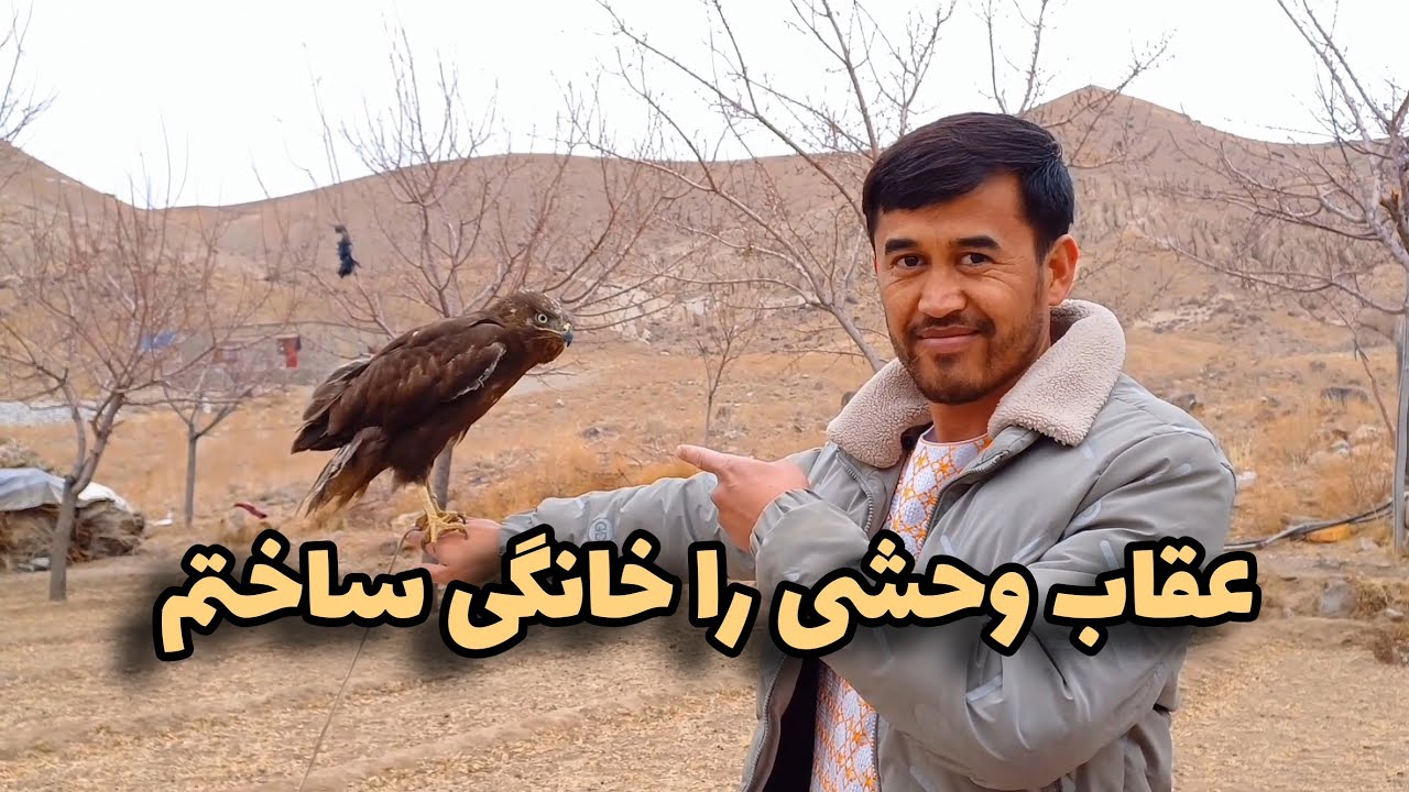 اهلی کردن عقاب 