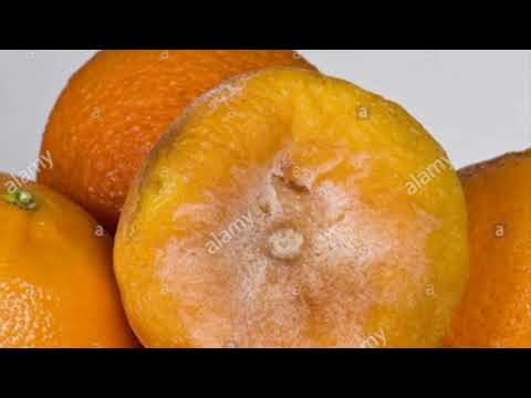 วีดีโอ: Citrus Brown Rot Treatment - วิธีจัดการ Brown Rot ใน Citrus Fruit