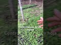 Control malezas de hoja angosta #agriculture #frutas #tropicalfruit