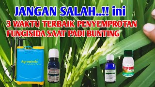 THE RIGHT TIME TO SPRAYING FUNGICIDE WHEN RICE IS PREGNANT