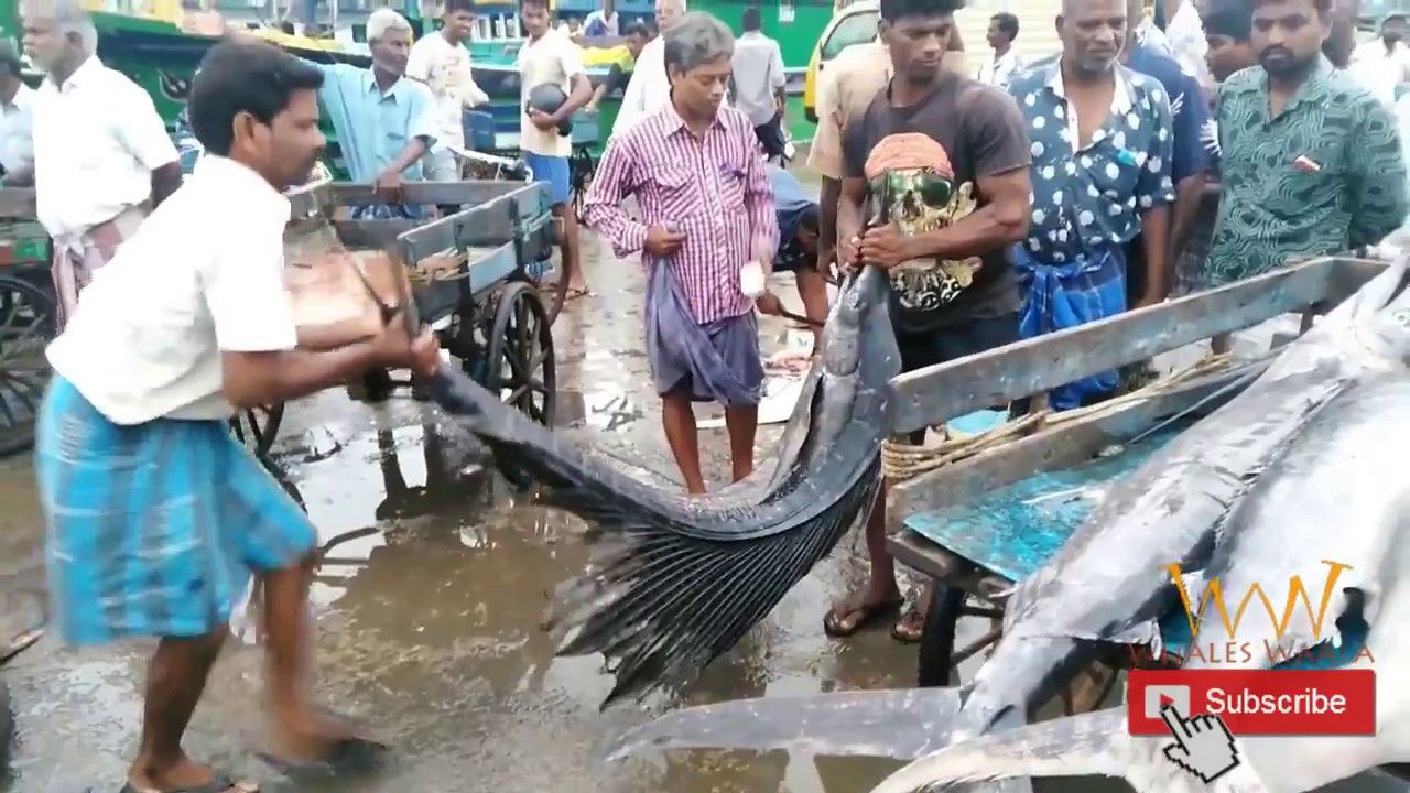 Kasimedu A Largest Fish Market Of India Exclusive Visit YouTube kasimedu-a-largest-fish-market-of-india-exclusive-visit-youtube