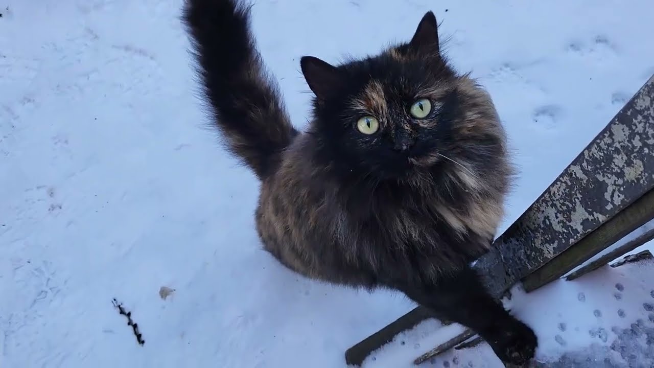 После снегопада и обледенения яркое солнце. After snowfall and icing, bright sun