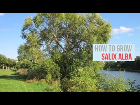 Video: Ce este un arbore de salcie albă - Aflați despre cultivarea salciei albe
