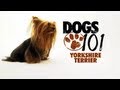 Dogs 101 - Yorkshire Terrier の動画、YouTube動画。