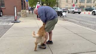 Best Dog Training Toledo, Ohio! 9 month old Golden Retriever, Ozzy!