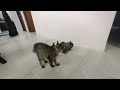 Cat fight no2