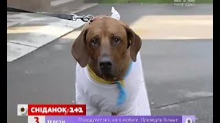 Чи порушують закон господарі собак без повідків Чи порушують закон господарі собак без повідків