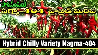 High Yielding Hybrid Chilly Variety Nagma-404 | Paadi Pantalu | Express TV