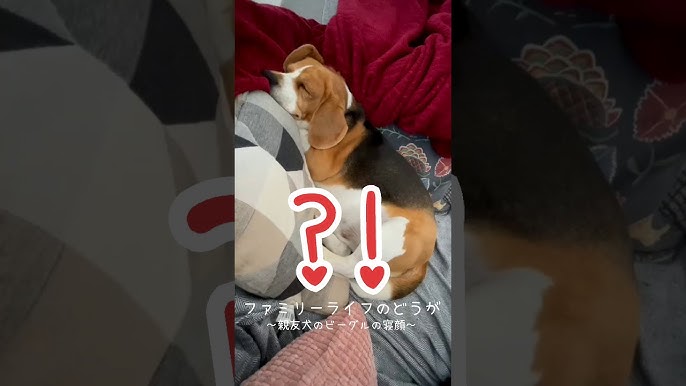親友犬のビーグルの日常 すやすや眠る可愛い犬の寝顔 しかし寝息が 笑 Beagle Dog Everyday ペットのいる暮らし ファミリーライフ Family Life Youtube