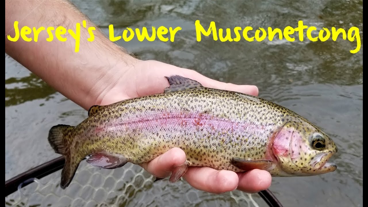 Trout Fishing New Jersey S Lower Musconetcong River Youtube