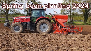 Spring bean planting 2024#farming