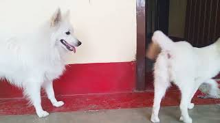 Cute Dog Indian spritz Play with friend// white pomerian dog